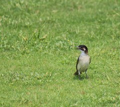 Pycnonotus sinensis hainanus