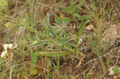 Biscutella auriculata