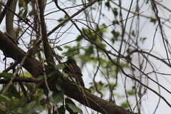 Pterorhinus chinensis monachus