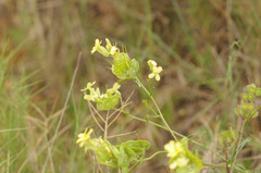 Biscutella auriculata