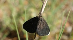 Odezia atrata