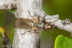 Dorycera