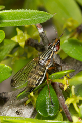 Dorycera