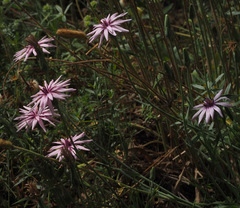 Pseudopodospermum papposum