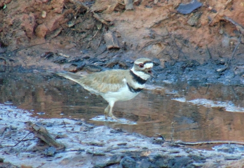 Killdeer photographed in North Carolina
