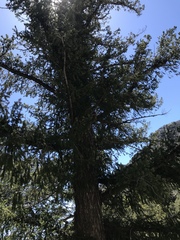 Pseudotsuga