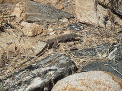 Aspidoscelis tigris tigris