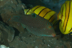 Canthigaster papua