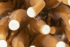 Ancylomenes sarasvati