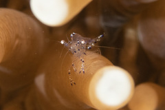 Ancylomenes sarasvati