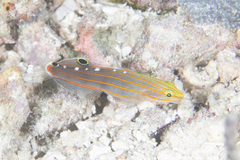 Koumansetta rainfordi