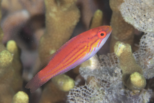 Filamented flasher wrasse (Paracheilinus filamentosus) — Labridae — 3