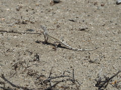 Callisaurus draconoides rhodostictus