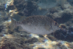 Siganus spinus