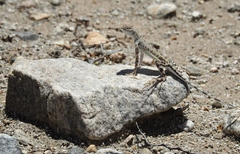 Callisaurus draconoides rhodostictus