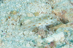 Fusigobius melacron
