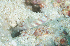 Amblyeleotris wheeleri