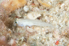 Gnatholepis cauerensis