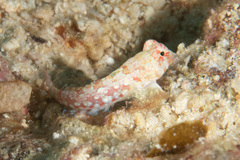 Synchiropus moyeri