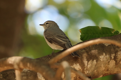 Ashy Flycatcher (Fraseria caerulescens), photo 10