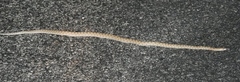 Arizona elegans eburnata