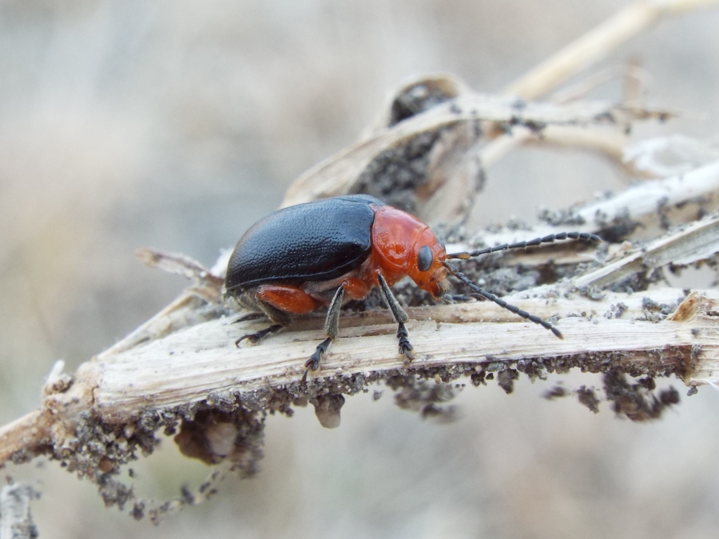 Blepharida melanoptera