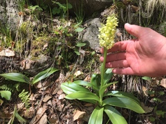 Orchis pallens