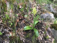 Orchis pallens