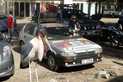 Leptoptilos crumenifer