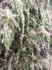 Pseudisothecium myosuroides