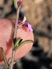 Muraltia dispersa