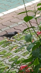 Acridotheres javanicus