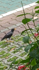 Acridotheres javanicus