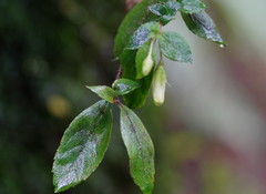 Fieldia australis