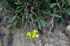 Draba standleyi