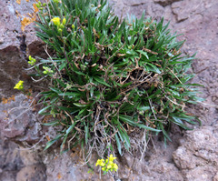 Draba standleyi