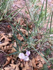 Lathyrus graminifolius