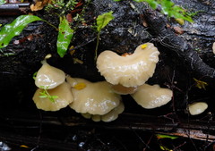 Pleurotus purpureo-olivaceus