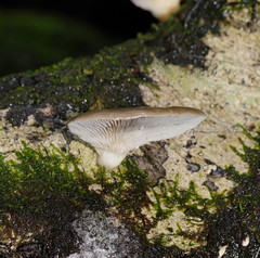 Pleurotus purpureo-olivaceus