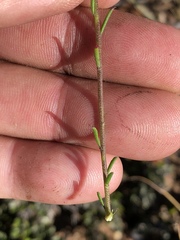 Muraltia dispersa