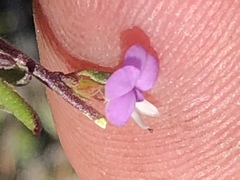 Muraltia dispersa