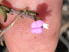 Muraltia dispersa