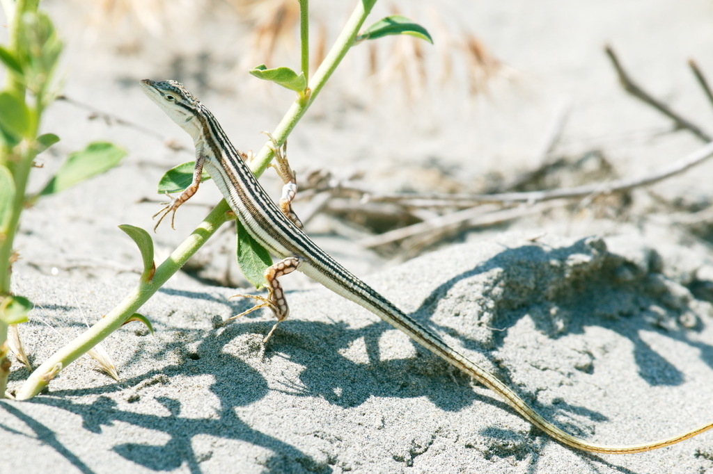 Sand Racerunner