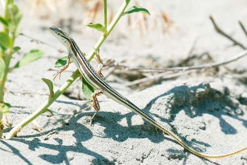 Sand Racerunner