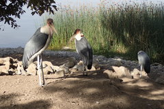 Leptoptilos crumenifer