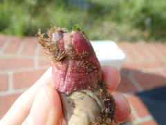 Megabalanus