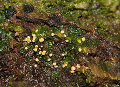 Hypocreaceae