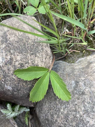 Virginia strawberry