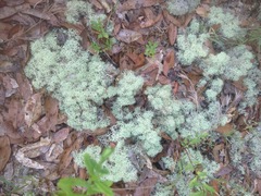 Cladonia evansii
