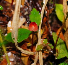 Mycena toyerlaricola